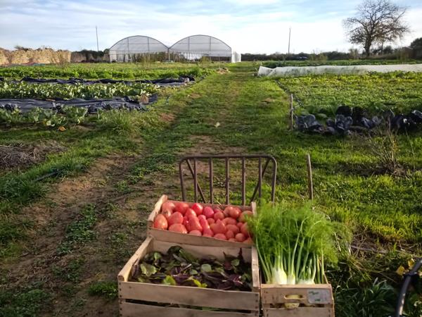 Panier de légumes BIO et de saison !