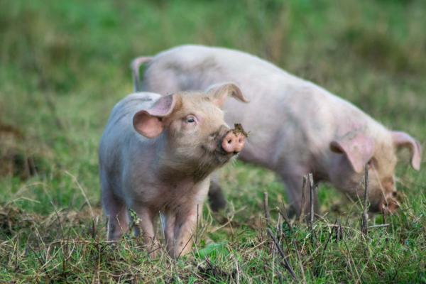 colis de porc celte élevé en plein-air