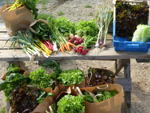Paniers de légumes BIO, local & de saison