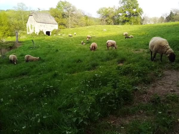 Agneau et agnelles