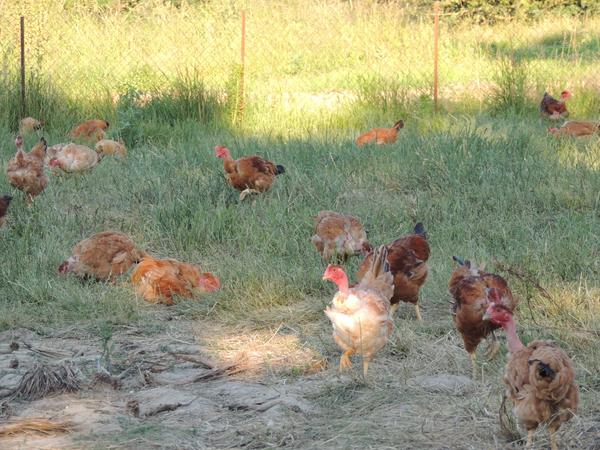 Poulet prêt a rotir