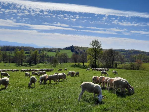 Viande d'exception