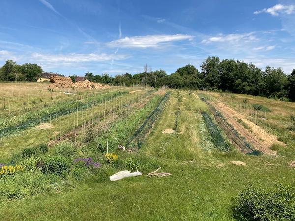 Les bons légumes de saison