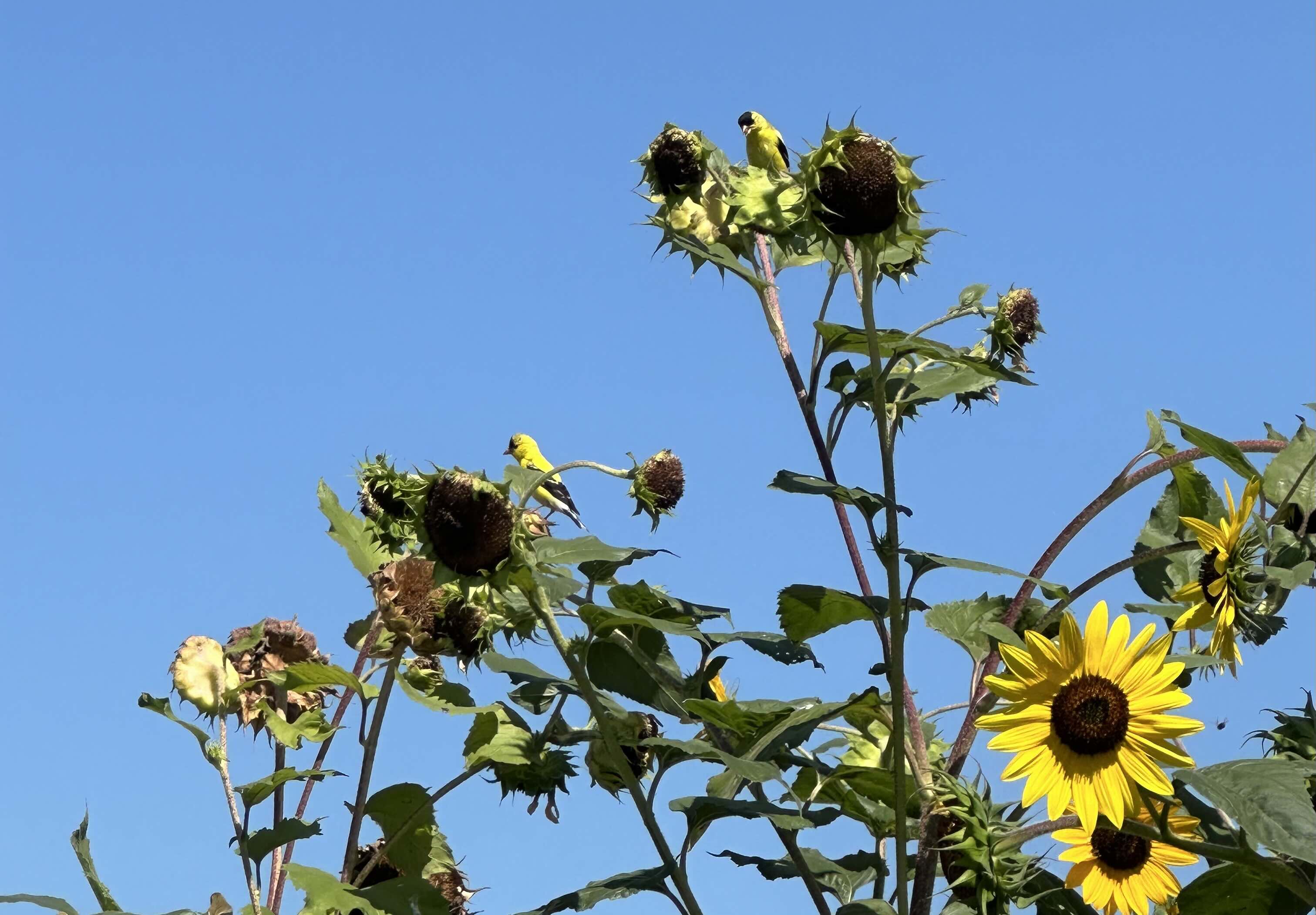 a couple yellow birds perched on sunflowers in front of a bright blue sky