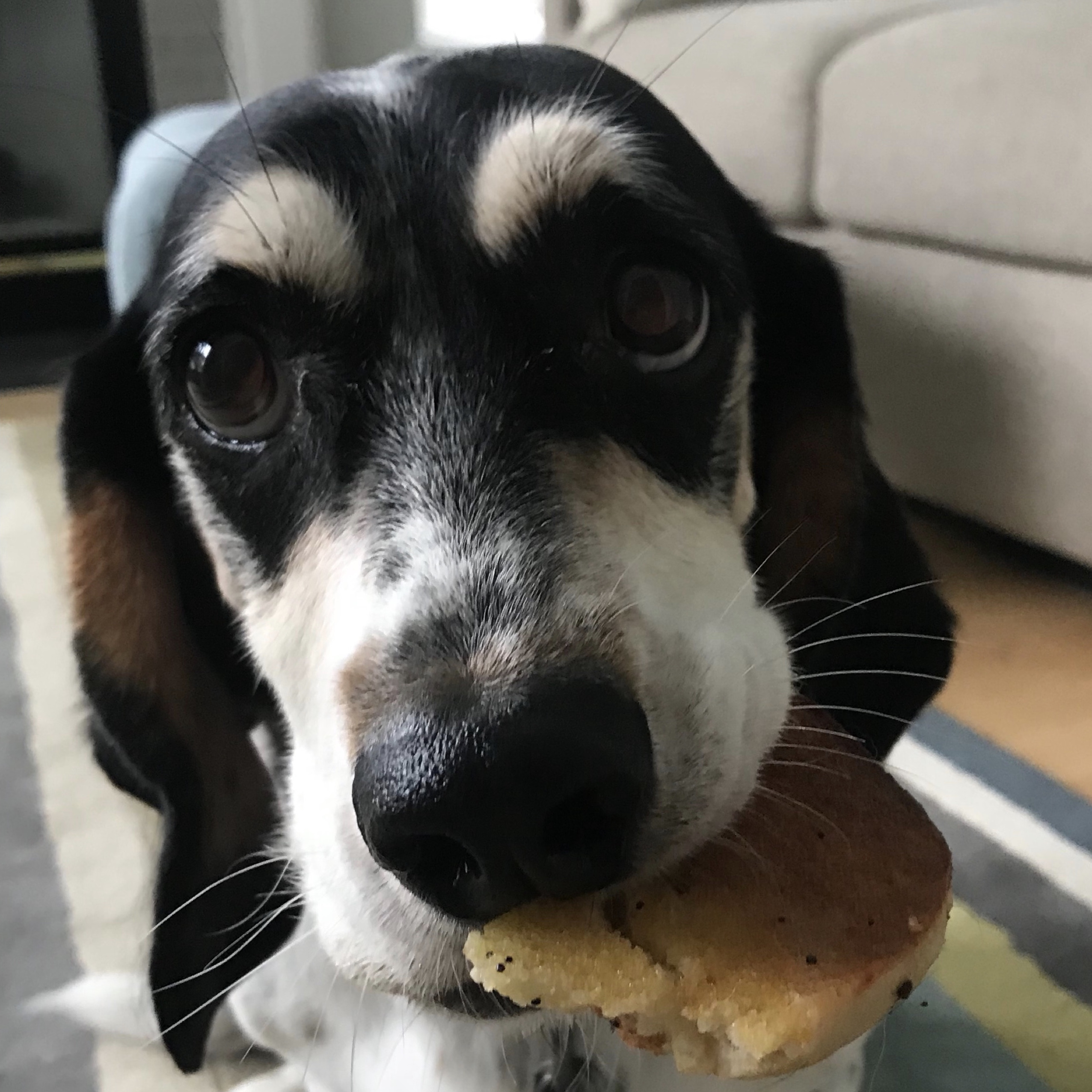 AbbySue is our sweet, silly basset hound mix and chief bagel thief!