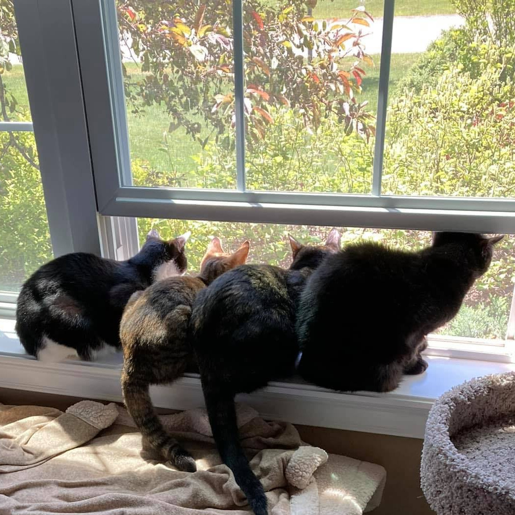 The kitties love watching the birds out the window! Ebi, Guppy, Minnow and Mahi (L-R)