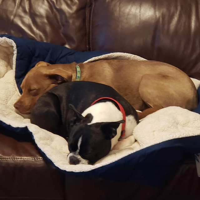 Joey and Sandy all snuggled up together