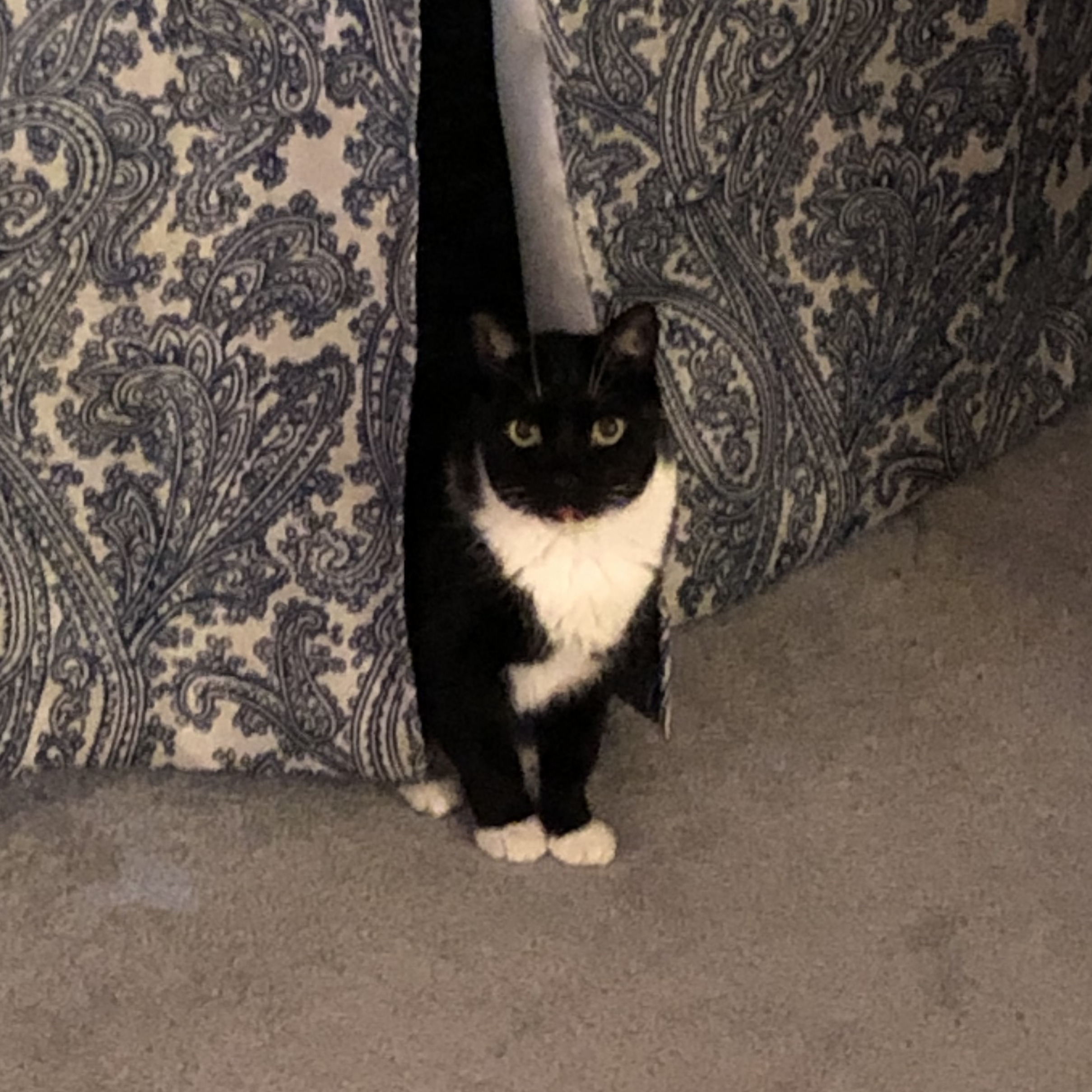 Our cat, Diana, making an entrance from behind the curtains!