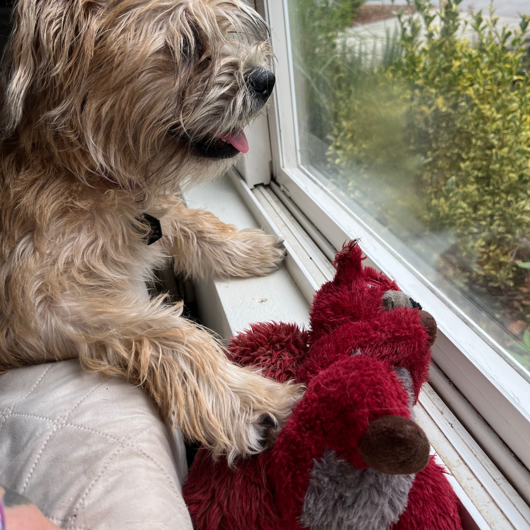 Rosie waiting in the window for Sam to come home. ♥️