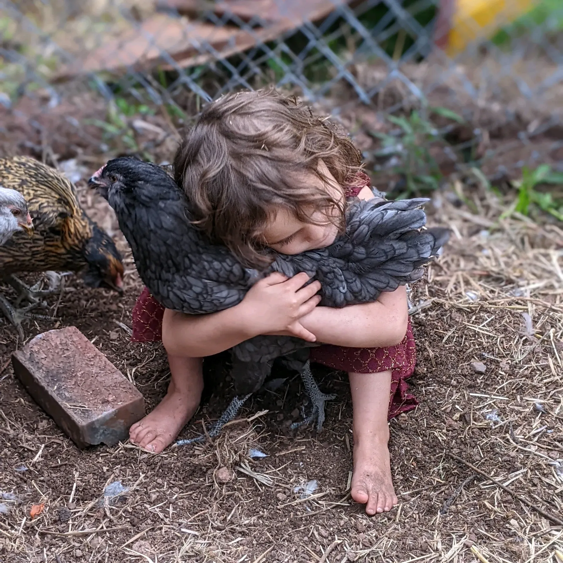 Our middle kiddo is sweet and snuggly and loves to take care of our chickens.