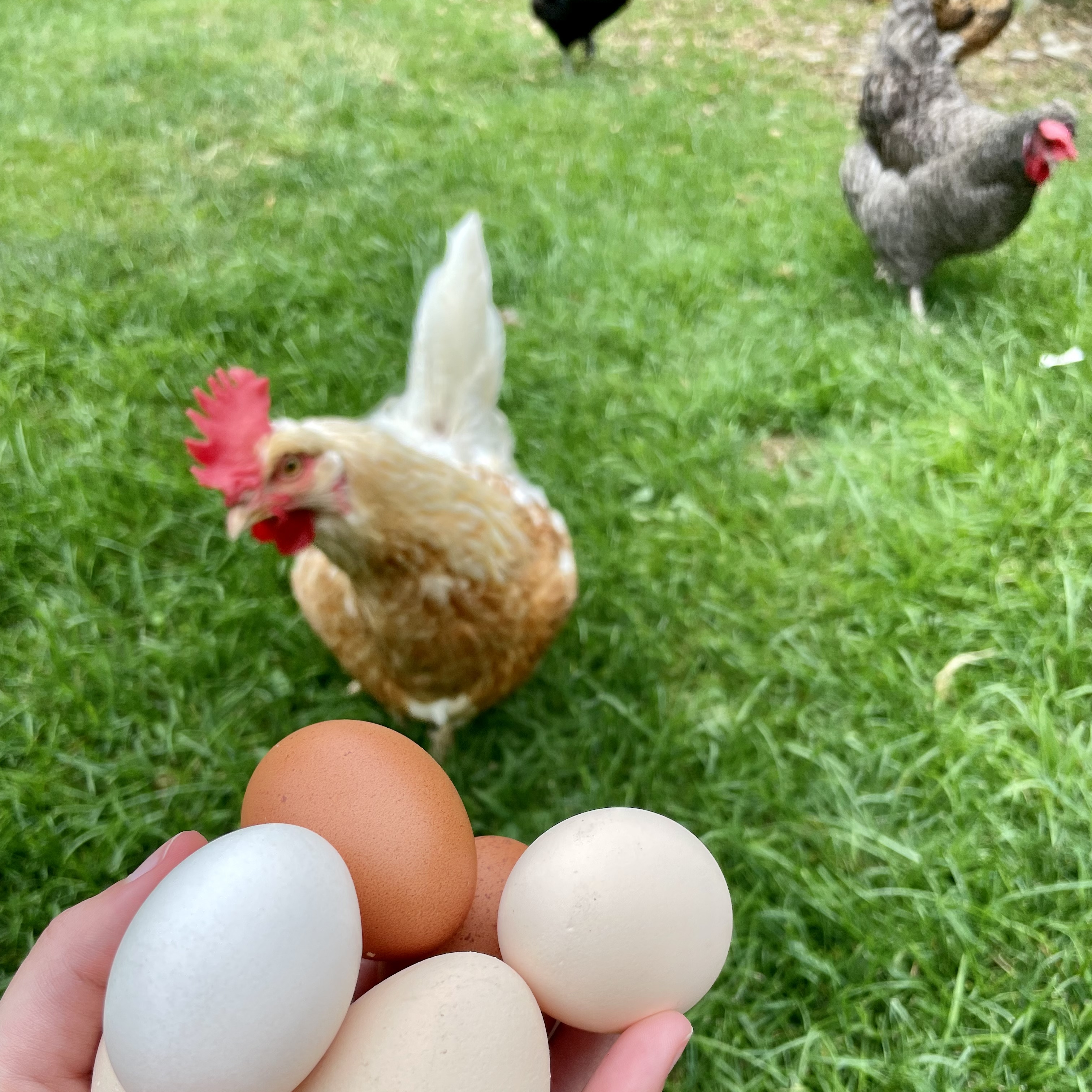 Raising chickens