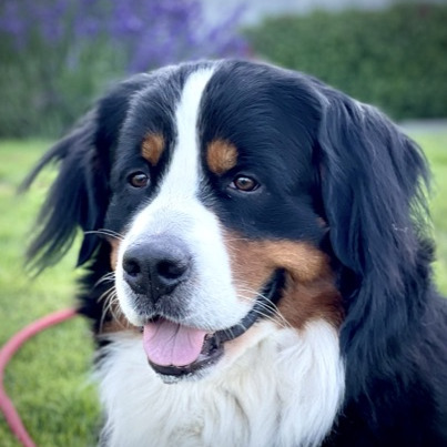Sigmund our Bernese Mountain Dog