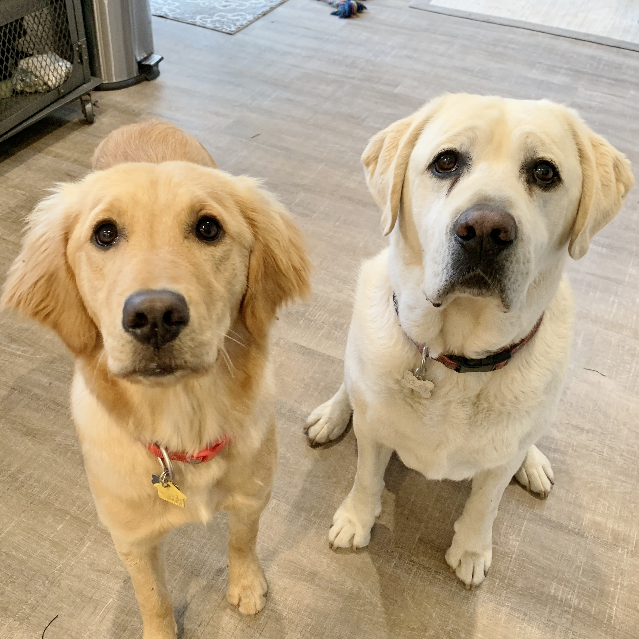 Mom and Dad said we're getting a new brother or sister, we cant wait!!! Love, Bailey and Rocky