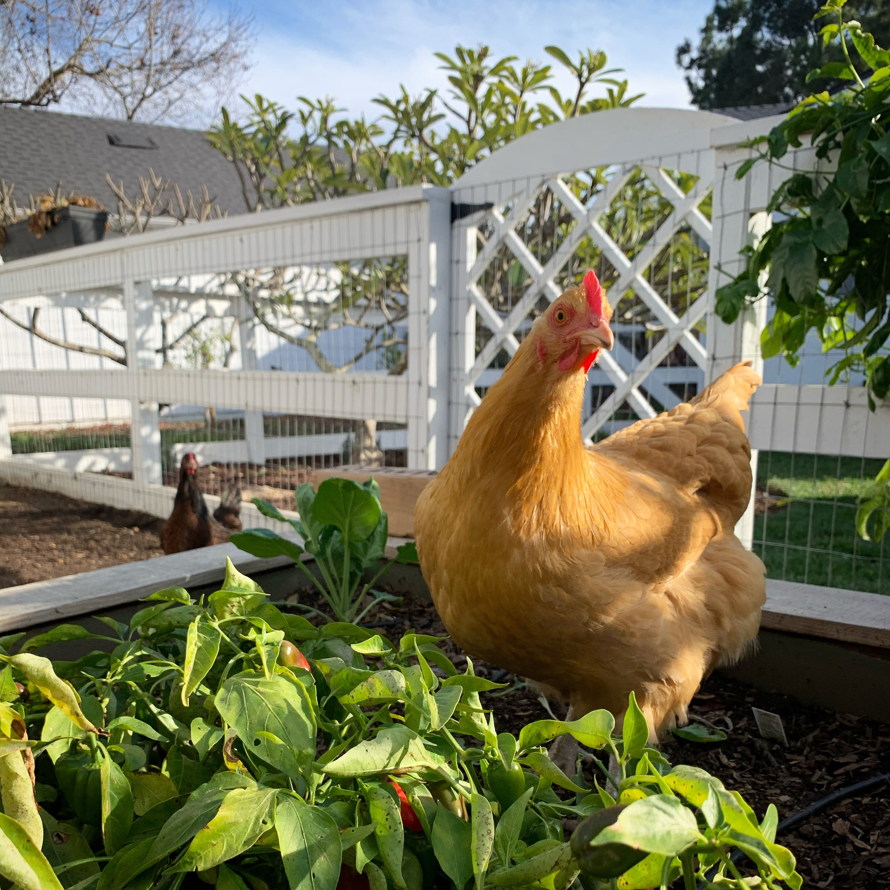 Our backyard is huge with raised garden beds, chickens and a very large trampoline!