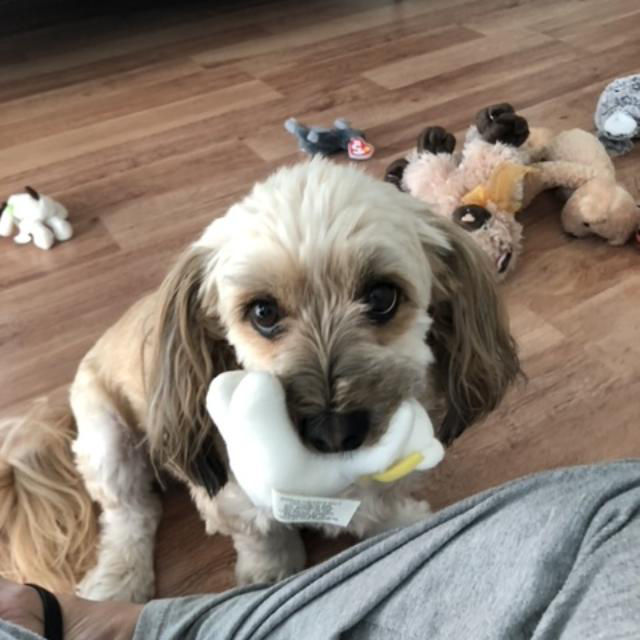 Our little Bella loves to pull out all her toys and leave them all over the floor.