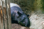 熱死？北市動物園馬來貘病亡　傳死因疑爲熱衰竭