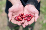 麥當勞攜手阿里山部落 推出全台唯一獲雨林聯盟認證本土咖啡
