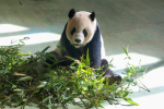 中國贈台大熊貓團團病情惡化　中國擬派二專家來台恐是見最後一面