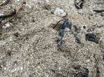 產卵繁殖季來臨　小琉球沙灘喜見小綠蠵龜