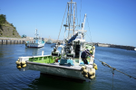 福島核廢水排放首批魚類檢驗出爐　「完全未驗出」氚殘留
