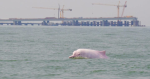 The lantau p1 highway project is intended to reclaap the relay reclamation of the adjacent coastal park ring to damage the dolphin ecology