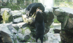中國杭州動物園疑似「找人假扮」馬來熊，園方駁斥：40度高溫再套布偶裝會暈倒