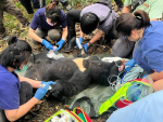 花蓮卓溪兩歲台灣黑熊獲救 中套索陷阱獸醫緊急截指處置