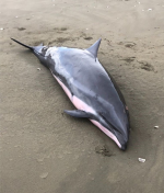 台南沿海岸際2海豚擱淺 海保署啟動救援檢傷