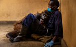 全球最會玩自拍大猩猩病逝 在最愛保育員懷中吐出最後一口氣