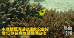 本港整體珊瑚健康狀況良好　惟13個普查地點錄得白化