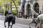 Two horses lost in central London for nearly 3 hours The military: have been found, at least four people have been injured