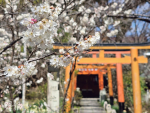 同場加映：平野神社4月櫻花祭 200人「穿越」巡遊