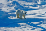 H5N1禽流感蔓延全球　北極熊染疫亡專家憂生態浩劫