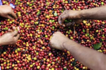 咖啡要漲價了？越南庫存及產量銳減　恐推升全球咖啡豆價格