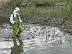關渡公園候鳥糞便檢出H5N1禽流感 籲不要隨意餵食