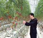 灣區熱搜：港青育新種 盼中國農產進軍世界 伙深圳大鵬科研機構 已栽出新型番茄