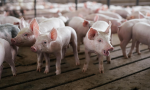 具潛力人傳人：中國發現全新豬流感，我們目前對它認知多少？