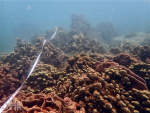 今年本地珊瑚普查 白化輕微物種多樣
