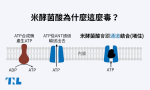 【圖表】兩張圖看懂：米酵菌酸是什麼？為什麼米酵菌酸這麼「毒」？