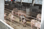 力拚東亞唯一豬瘟非疫區 重啟台灣生鮮豬肉貿易