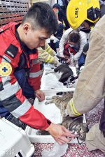 The unit caught fire and 7 cats were given first aid with oxygen masks
