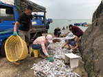 《農藝女孩專欄》繼石斑魚被抵制，中方竟說台灣白帶魚包裝驗出陽性不能進