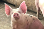 非洲豬瘟 | 新田豬場八頭豬染疫 逾400頭豬將被銷毀