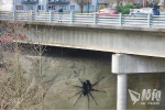 巨大蜘蛛現身溫哥華巿橋底 雕塑藝術家：是時候面對恐懼