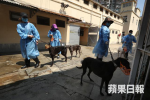 傳逸園覓地暫置格力犬