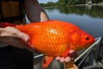 飼主隨意棄養野放　巨型金魚衝擊美國明尼蘇達河川生態