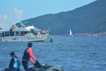 西貢鯨魚背部見傷痕 海洋公園保育基金籲不要追鯨