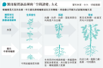 中大林漢明研大豆25年 與內地合研耐旱品種