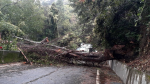 獨家｜圓規颱風吹倒高20公尺大樹壓斷電纜　中橫公路85公里中斷