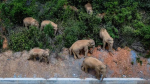 中國16大象「集體造反」異常北漂400公里　影片曝光！攻入市區農損3千萬